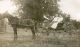 Hedges, Willie and Grace Hedges Hedges, Willie and Grace Hedges