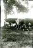 cattle cattle